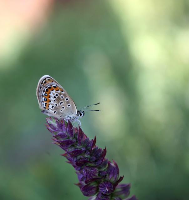 Plebejus argus - ezüstös boglárka