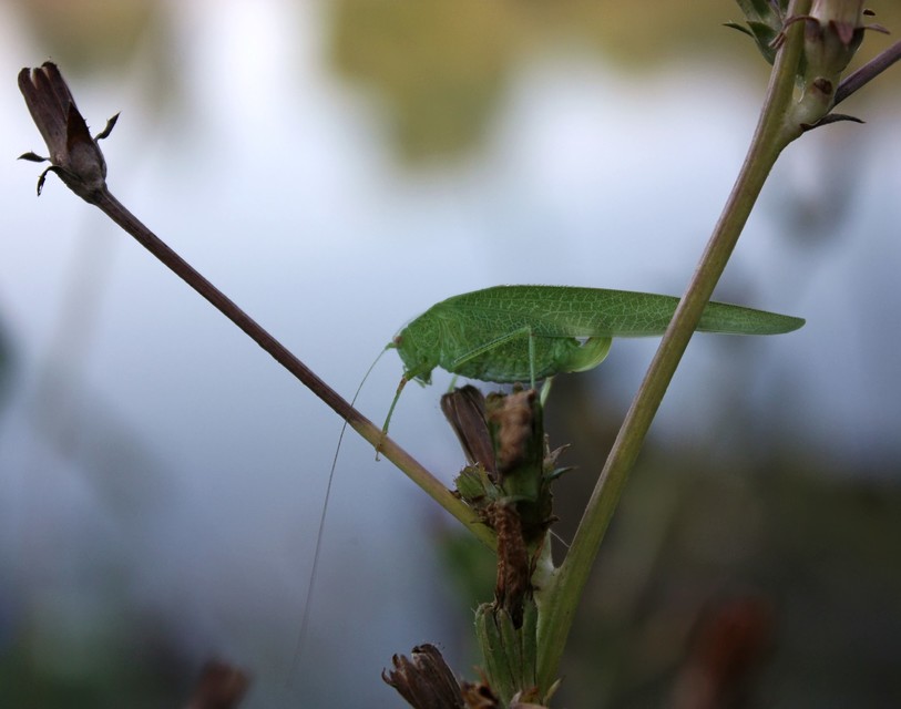 Phaneroptera nana - pontozott repülőszöcske