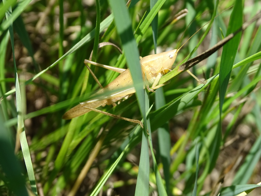 Ruspolia nitidula - nagy kúpfejűszöcske