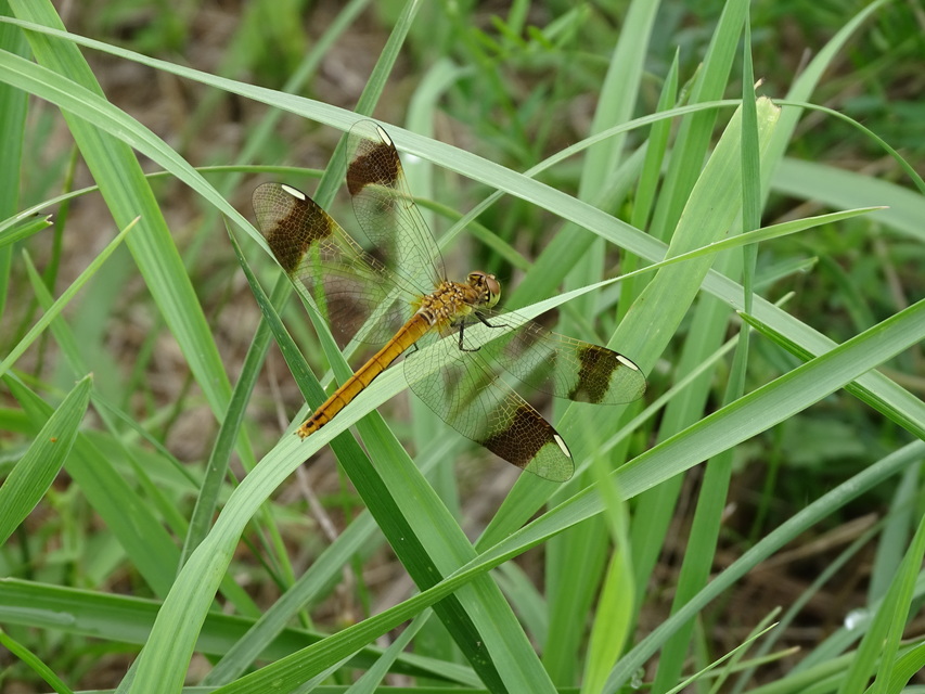 Sympetrum pedemontanum - szalagos katona-szitakötő