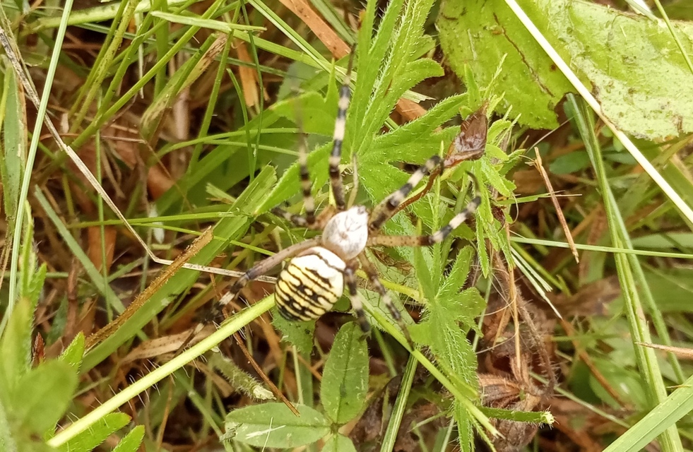 Argiope bruennichi - darázspók Argiope bruennichi - darázspók