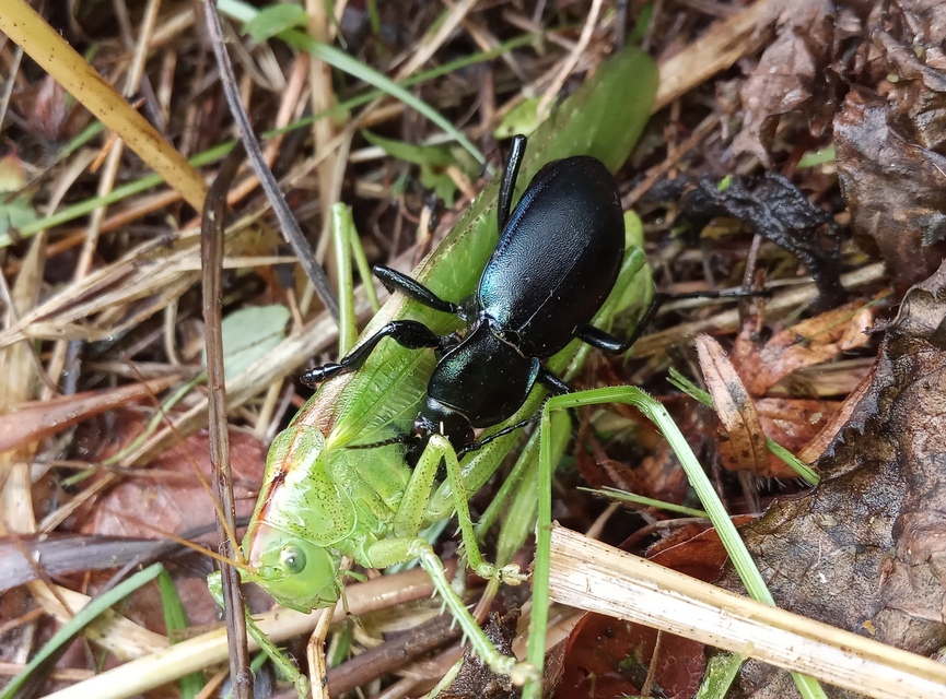 Carabus violaceus - kékfutrinka