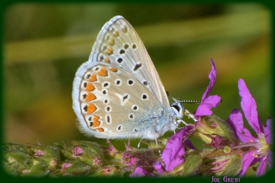 Polyommatus icarus - közönséges boglárka