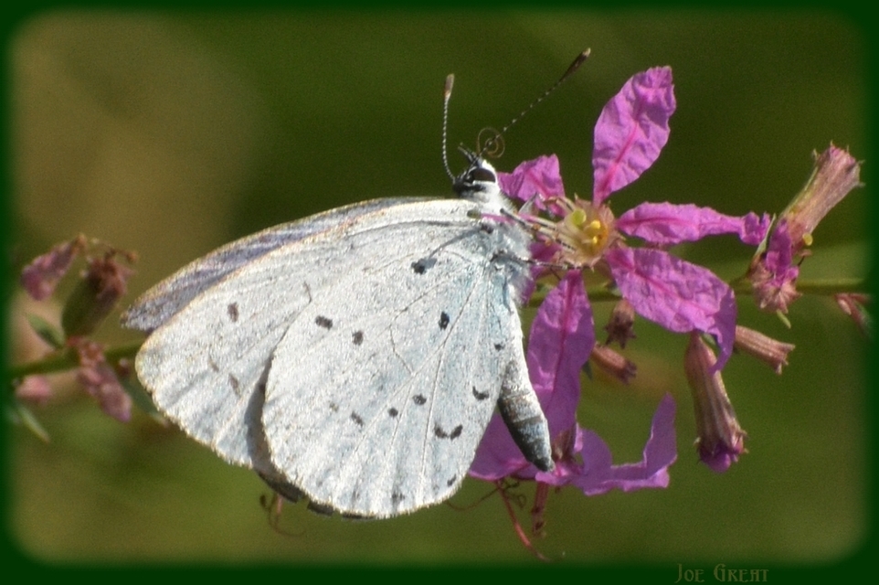 Celastrina argiolus - bengeboglárka