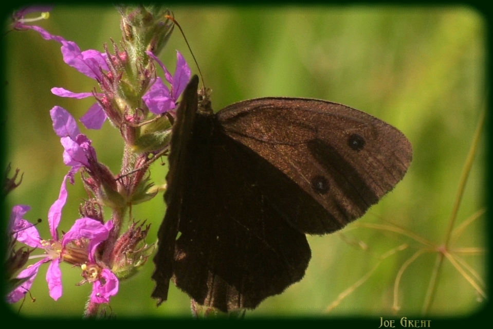Minois dryas - fekete szemeslepke