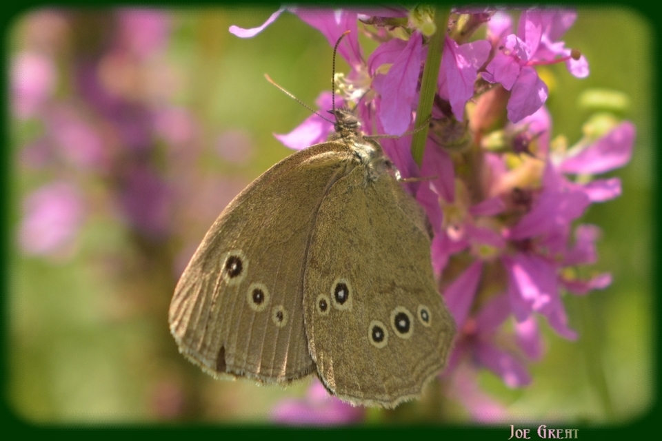 Aphantopus hyperanthus - közönséges ökörszemlepke
