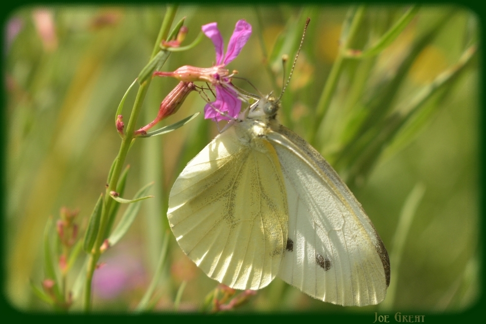 Pieris napi - repcelepke