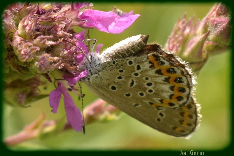 Plebejus argus - ezüstös boglárka