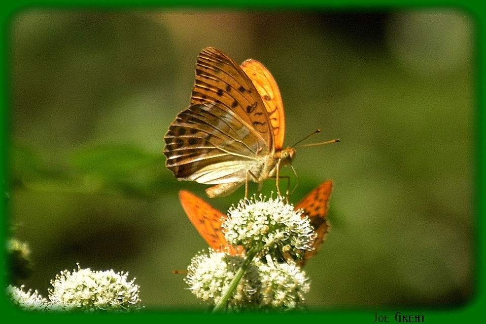 Argynnis paphia - nagy gyöngyházlepke