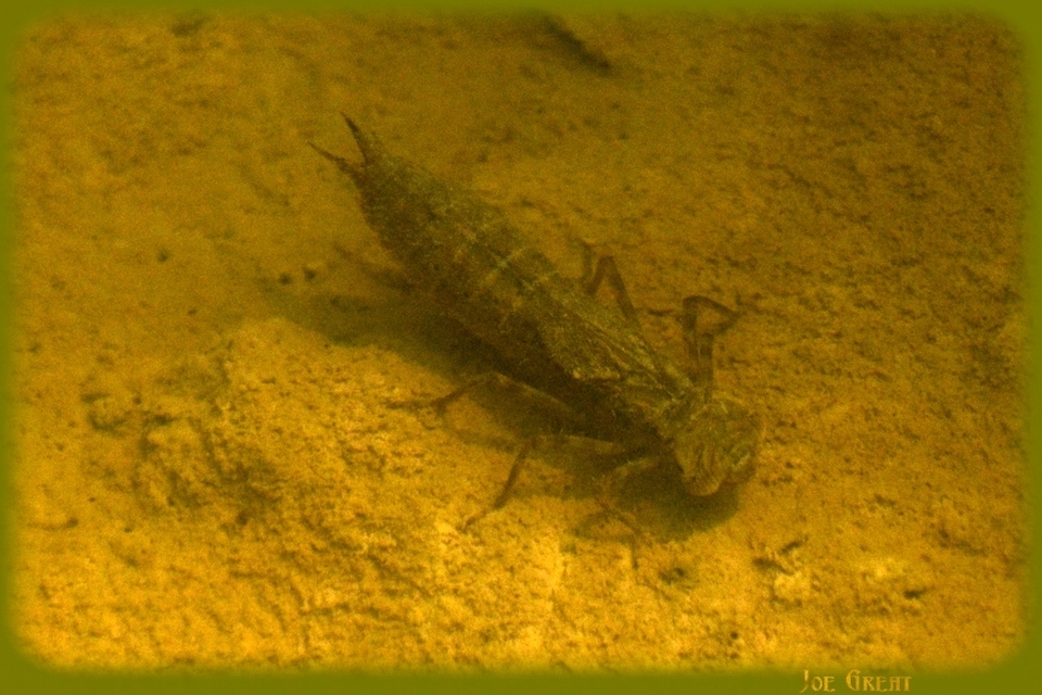 Odonata - Szitakötők