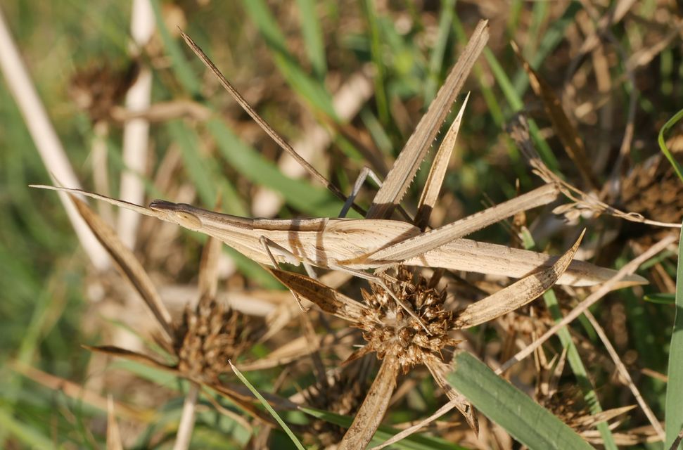 Acrida ungarica - sisakos sáska