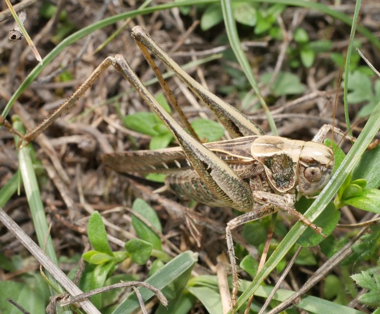 Platycleis affinis - púposhasú rétiszöcske
