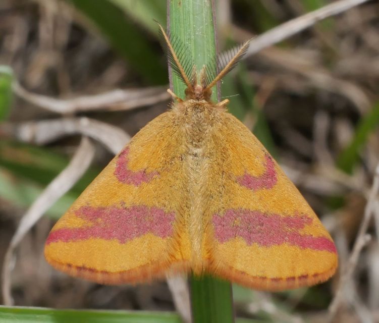 Lythria cruentaria - bíborcsíkos araszoló