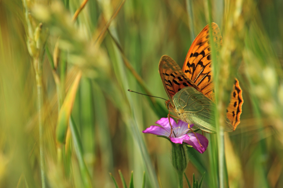 Argynnis pandora - zöldes gyöngyházlepke
