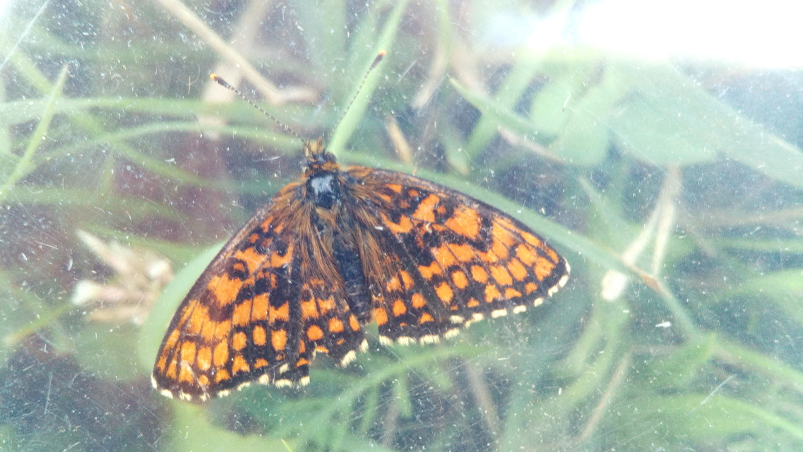 Melitaea aurelia - recés tarkalepke