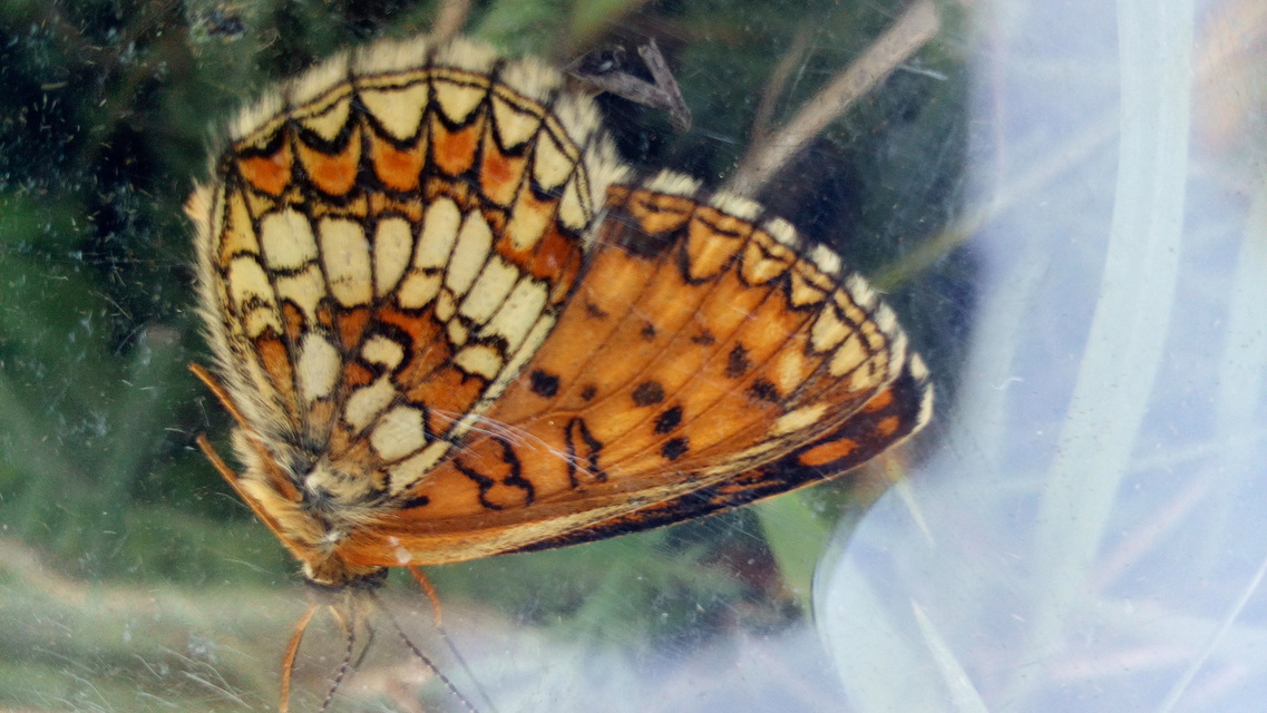 Melitaea aurelia - recés tarkalepke