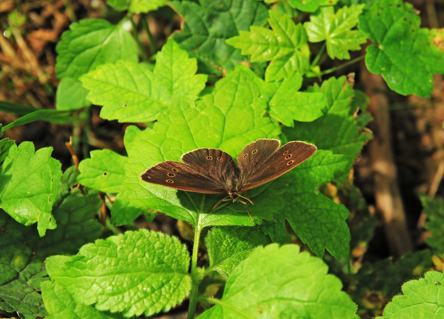 Aphantopus hyperanthus - közönséges ökörszemlepke