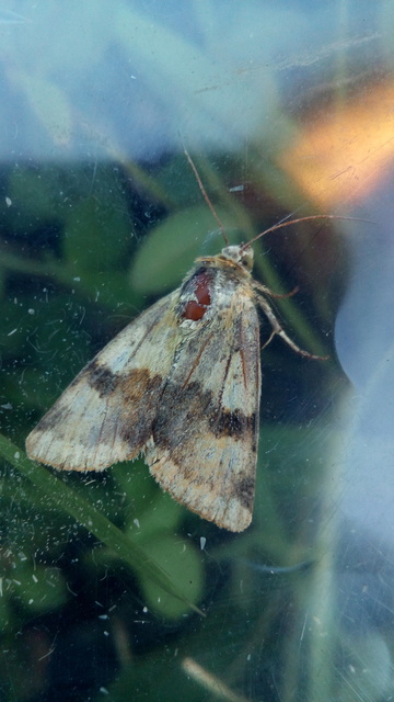 Heliothis viriplaca - mácsonyabagoly