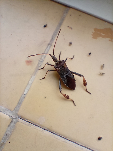 Leptoglossus occidentalis - nyugati levéllábú poloska