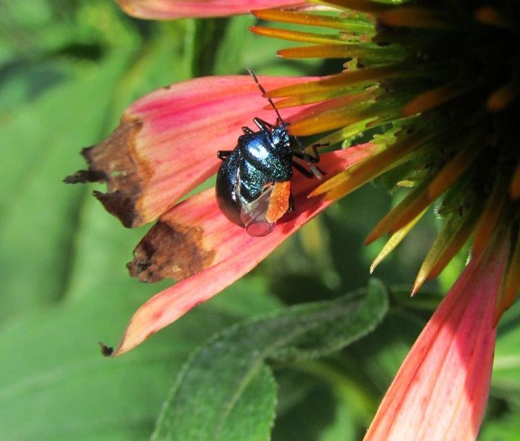 Zicrona caerulea - acélkék poloska Zicrona caerulea - acélkék poloska