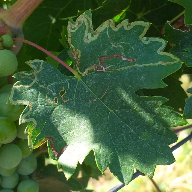 Phyllocnistis vitegenella - kígyóaknás szőlőmoly