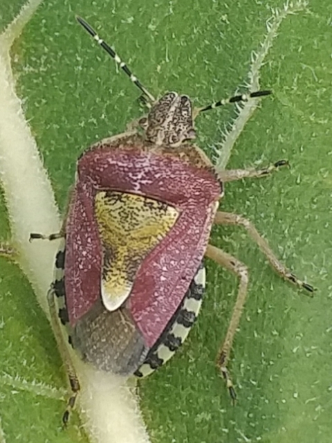 Dolycoris baccarum - közönséges bogyómászó-poloska