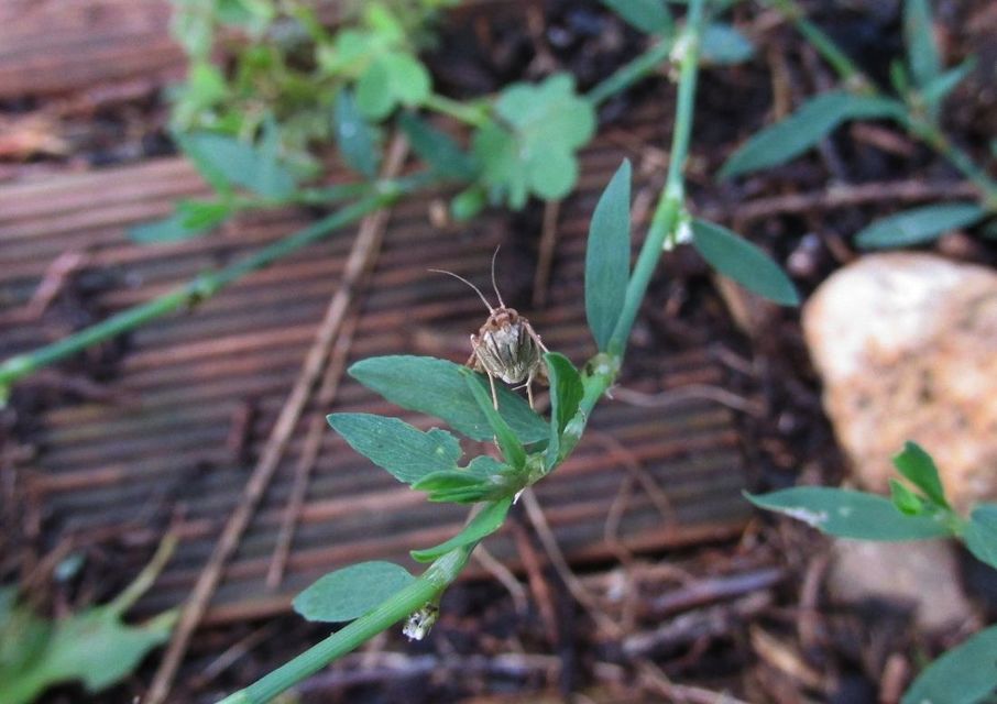 Nomophila noctuella - közönséges vándormoly