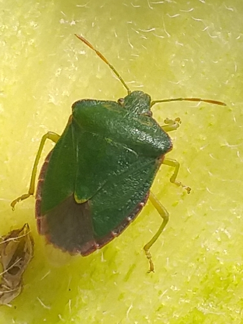 Palomena prasina - zöld bogyómászó-poloska Palomena prasina - zöld bogyómászó-poloska