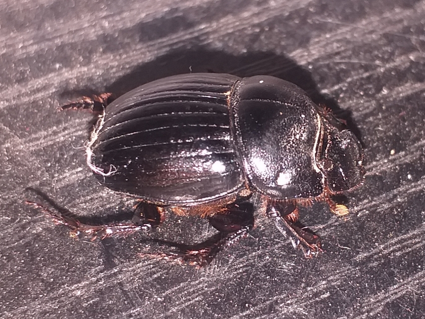 Copris lunaris - közönséges holdszarvú-ganéjtúró
