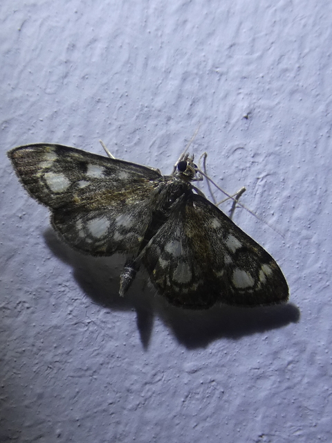 Anania coronata - koronás dudvamoly
