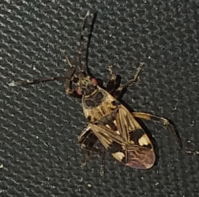 Beosus maritimus - homoki bodobács