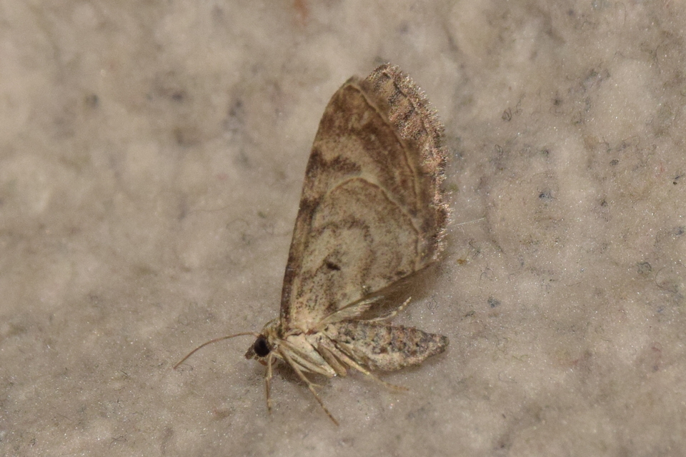 Eupithecia icterata - rozsdafoltos törpearaszoló