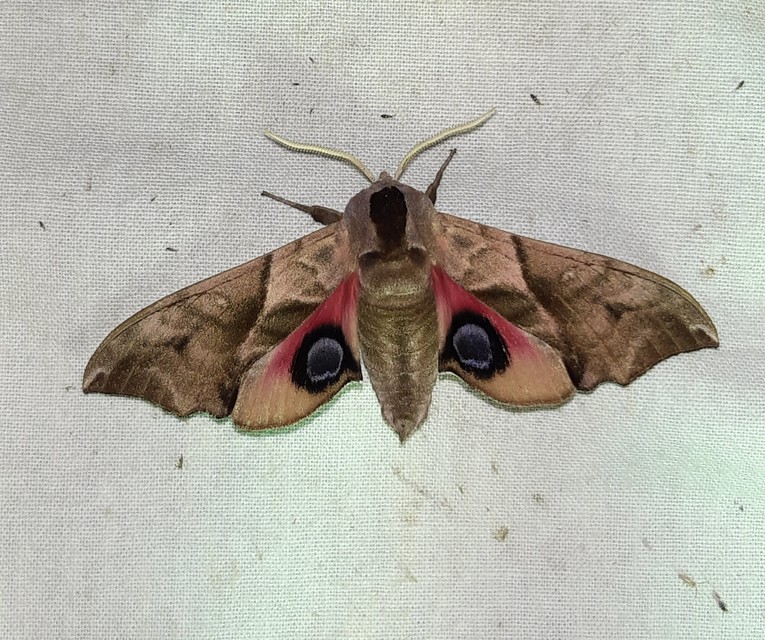 Smerinthus ocellatus - esti pávaszem
