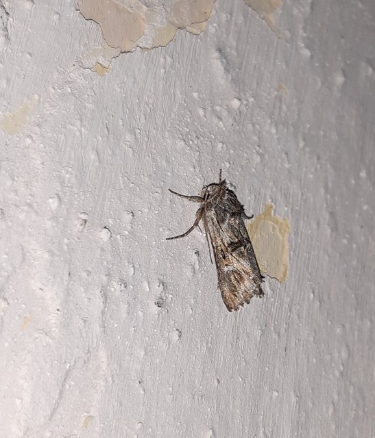 Calophasia lunula - gyújtoványfű-apróbagoly