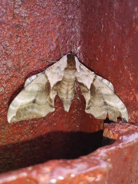 Smerinthus ocellatus - esti pávaszem