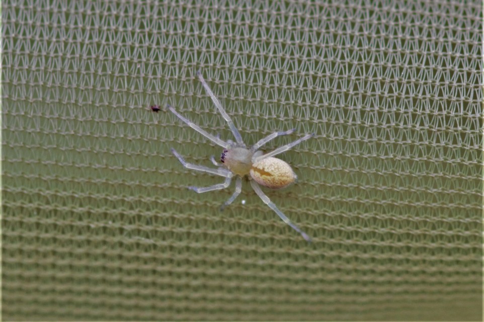 Cheiracanthium