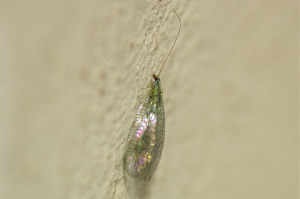 Chrysopidae - zöldfátyolkák