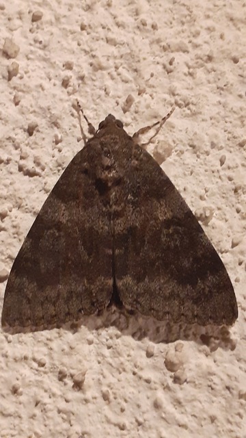 Catocala elocata - közönséges övesbagoly