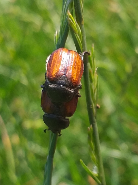 Anisoplia tempestiva - gabonaszipoly