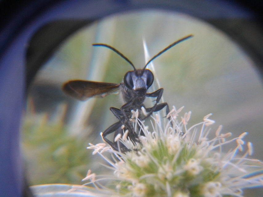 Isodontia mexicana - mexikói fűdarázs