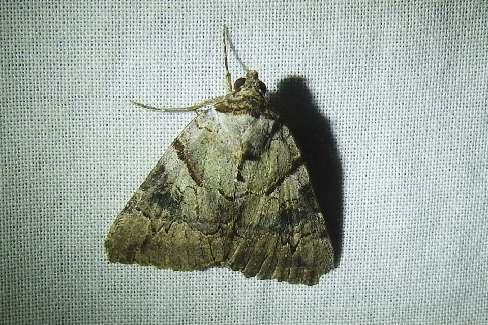 Catocala hymenaea - kökény-övesbagoly