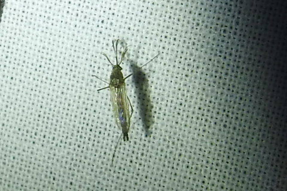 Culicidae - csípőszúnyogok
