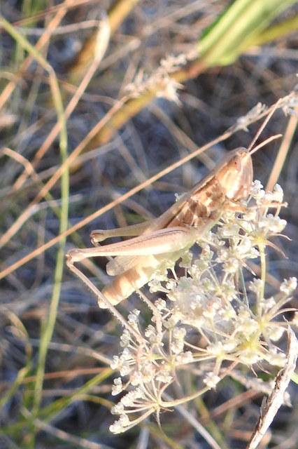 Euchorthippus declivus - rövidszárnyú rétisáska