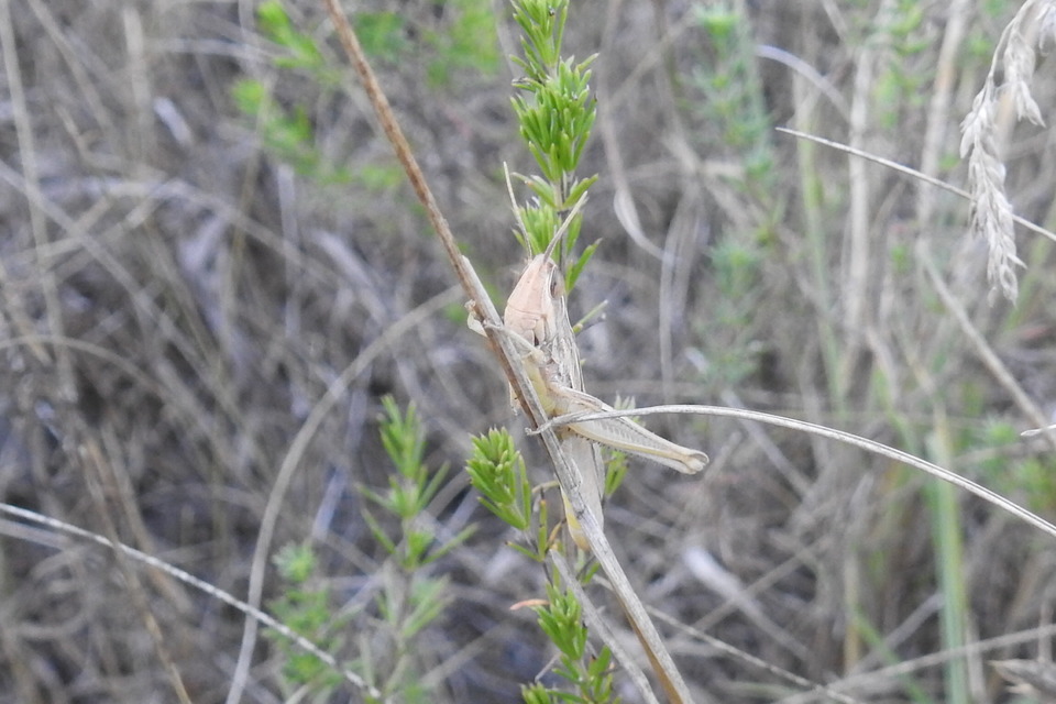 Euchorthippus declivus - rövidszárnyú rétisáska