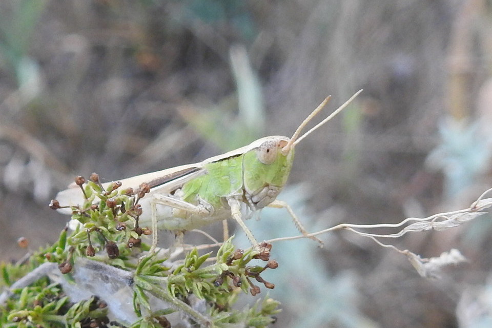 Chorthippus (Chorthippus) (subgenus)
