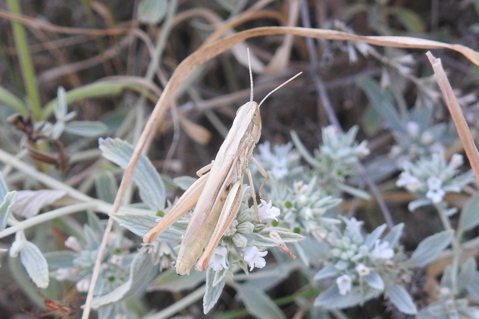 Euchorthippus declivus - rövidszárnyú rétisáska