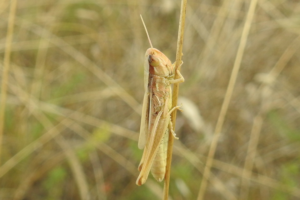 Euchorthippus declivus - rövidszárnyú rétisáska