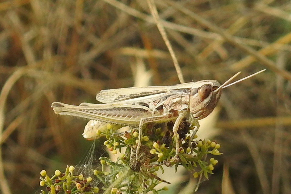 Euchorthippus declivus - rövidszárnyú rétisáska