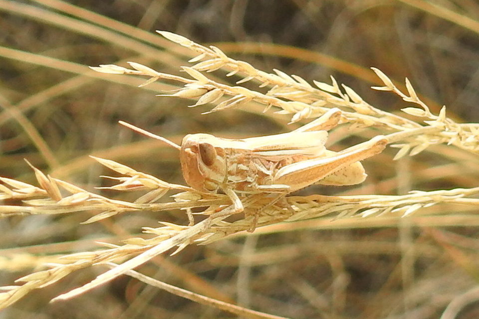 Euchorthippus declivus - rövidszárnyú rétisáska
