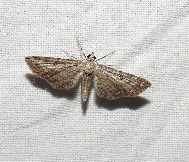 Eupithecia millefoliata - cickafark-törpearaszoló